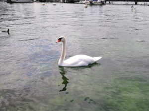 14015_Cygne